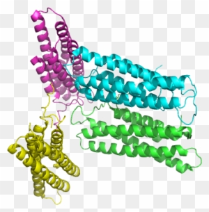 X-ray Diffraction Data From Human Metavinculin Tail - Illustration