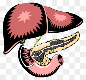 Let S Break It Down Digestion Free Transparent Png Clipart Images Download Let S Break It Down Digestion Free Transparent Png Clipart Images Download