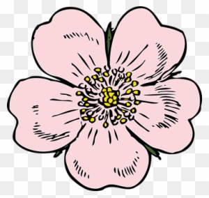 Apple Blossom Flower Rose Plant Wild Summe Wild Rose Clip Art Free Transparent Png Clipart Images Download Apple Blossom Flower Rose Plant Wild Summe Wild Rose Clip Art Free Transparent Png Clipart Images Download