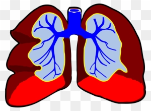 Lungs-296392 - Es Organo En Biologia