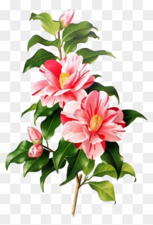Flower Pink Spring Png Overlay Free Edits Edit Kpopedit - Camellia Botanical Print