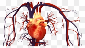 Cardiology Clipart, Transparent PNG Clipart Images Free Download ...