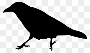 Common Raven Crow Family Bird Silhouette - Raven Clipart