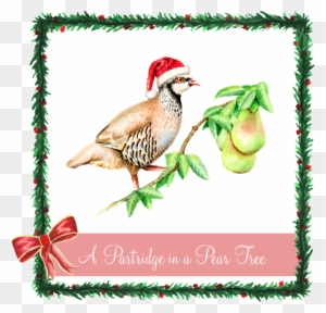 A Partridge In A Pear Tree - First Day Of Christmas Partridge
