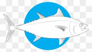 Bluefin Tuna - Ray-finned Fish