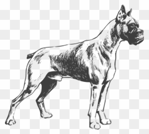 Boxer Dog Clip Art - Boxer Dog Vector