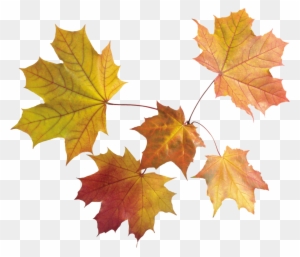 Autumn Png Leaves - Autumn Leaves Transparent Background