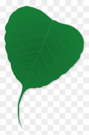 Ginko Leaf - Plants