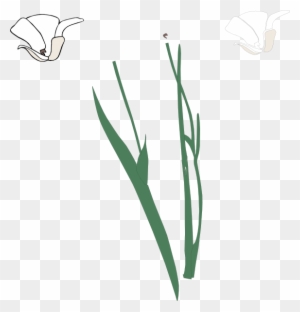 White Long Stem Flower Broke Apart Clip Art - Plant Stem