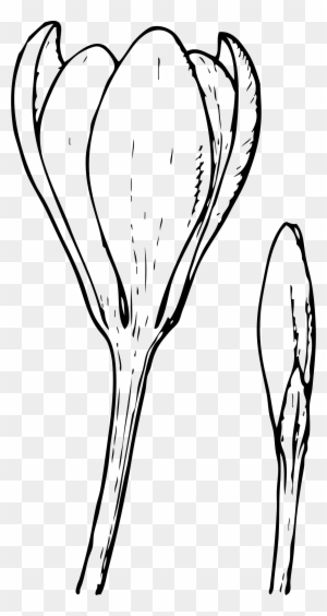 Clipart Crocus Flower And Bud - Crocus Flower
