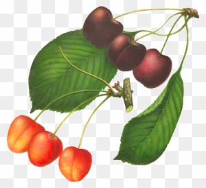 This Digital Cherry Clip Art Would Be Lovely In So - Botanical Illustration