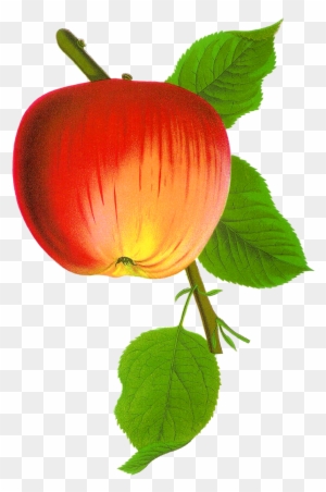 Apple Fruit Images Clip Art, Transparent PNG Clipart Images Free Download - ClipartMax Apple Fruit Images Clip Art, Transparent PNG Clipart Images Free Download - ClipartMax