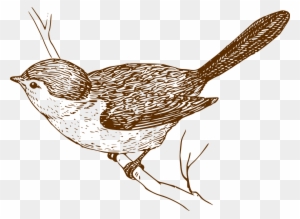 Songbird Clipart Little Bird - Bird On A Branch Sketch