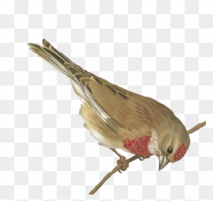 Free Bird Images - Free Birds Printables - Free Transparent PNG Clipart ...