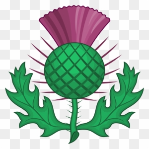 Scottish Thistle - National Symbol Of Scotland