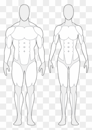 Human Anatomy Outline Human Body Muscle Outline Tendernessco - Human Body Muscle Outline