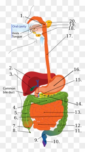 Digestive System Cut Out Diagram