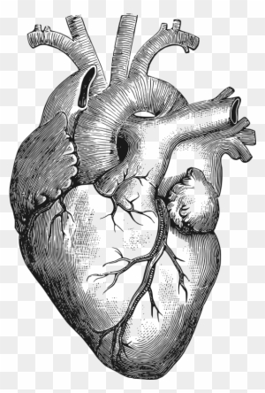 Clipart Anatomical Heart Anatomical Heart Drawing Free Transparent Png Clipart Images Download