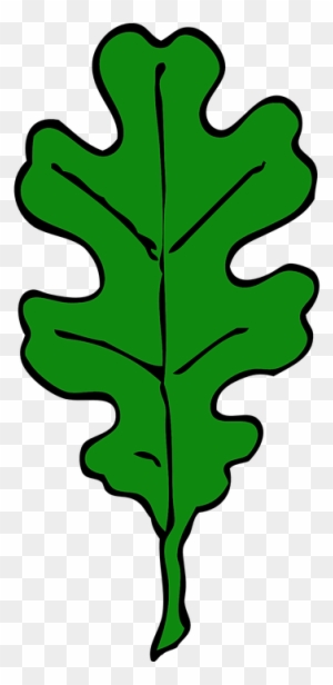 Oak Leaf Green Leaf Tree Leaves Oak Autumn Maple - Oak Leaf Outline