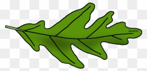 Illinois State Tree - Oak Tree Leaf Clip Art