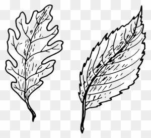 Beech, Beech Tree, Oak, Leaves, Biology, Botany, Plant - Simple Vs Complex Leaves