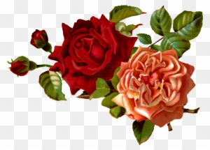 Stock Rose Clipart - Vintage Red Flower Png