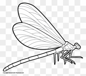 Dragonfly Clipart - Dragonfly Drawing Side View