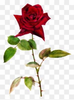 Red Rose Clipart One - One Red Rose Png