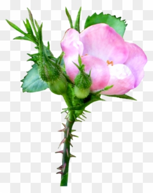 Pink Soft Rose Clipart - Wild Rose Transparent Background
