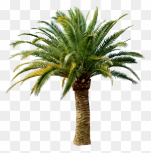 Palm Tree Png - Tom Sawyer Abroad & Tom Sawyer Detective