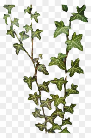 elefantenohr gemüse Zwerg-Elefantenohr - Alocasia cucullata main image 1