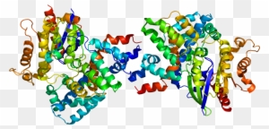 Gnu Clipart Gnat Clipart - Tk1 Protein Structure