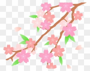 Cherry Tree Clipart Fruit Flower Clipart - Png Blossom Flower Drawn
