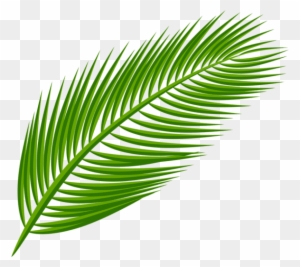 Free Png Download Palm Leaf Transparent Clipart Png - Palm Tree Leaf Png
