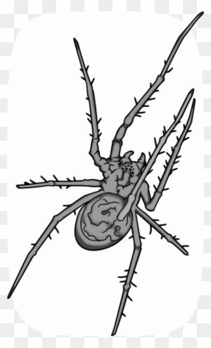 All Photo Png Clipart - Grey Spider Png