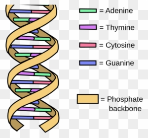 Dna structure and labels