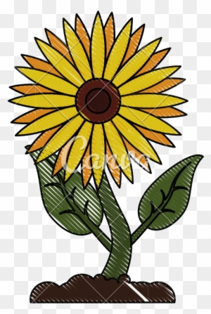 Beautiful Sunflower Isolated - Illustration