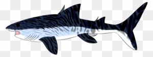 Picture - Bronze Hammerhead Shark
