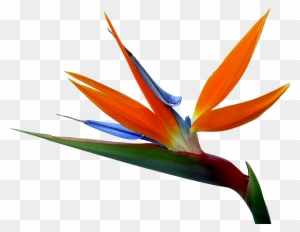 And Strelitzia Bird Of Paradise Reginae Birds Flowers - Bird Of Paradise Drawing Png