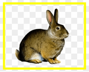 Appealing Easter Bunny Rabbit Clip Art Png Image Pict - Printable Real Animal Flash Cards