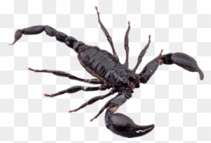 Scorpion Clipart Transparent Png Clipart Images Free Download Page 2 Clipartmax