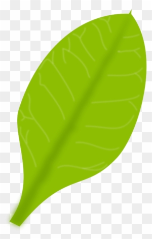 Daun Cartoon Png