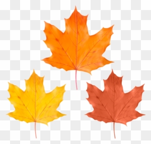 Free Png Download Set Fall Leaves Clipart Png Photo - Maple Leaf