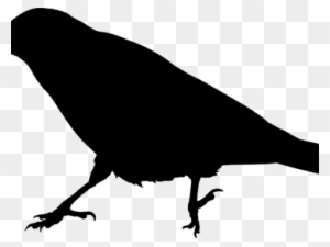 Raven Clipart Raven Bird - Crow Silhouette Transparent Background