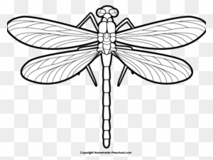 Dragonfly Clipart Hope - Clipart Of A Dragonfly