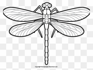 Dragonfly Clipart Hope - Clipart Of A Dragonfly