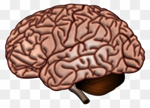 Pin Brain Clipart Transparent - Does Your Brain Look Like - Free ...