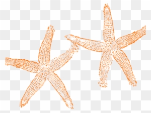 Starfish Clipart Orange Starfish - Star Fish Clip Art