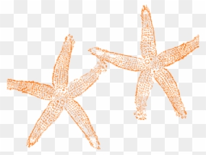 Starfish Clipart Orange Starfish - Star Fish Clip Art