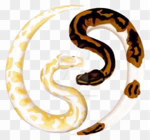 Ball Python Snake Drawings - Albino Ball Python Painting